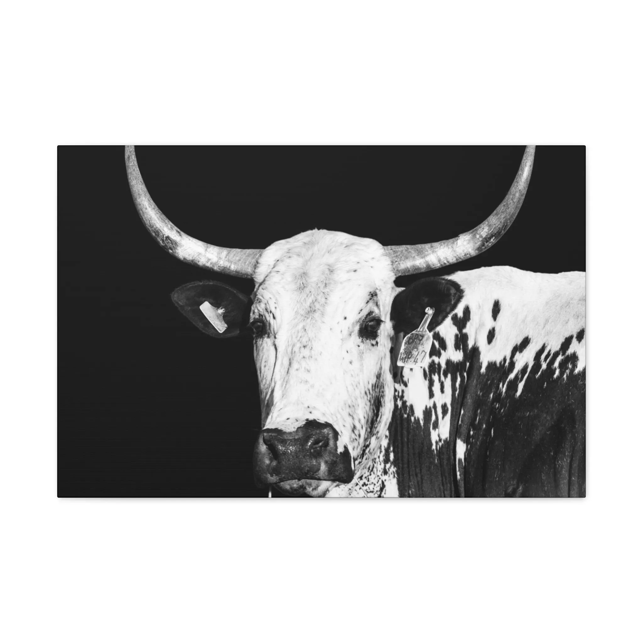 Canvas Gallery Wraps Rodeo Time