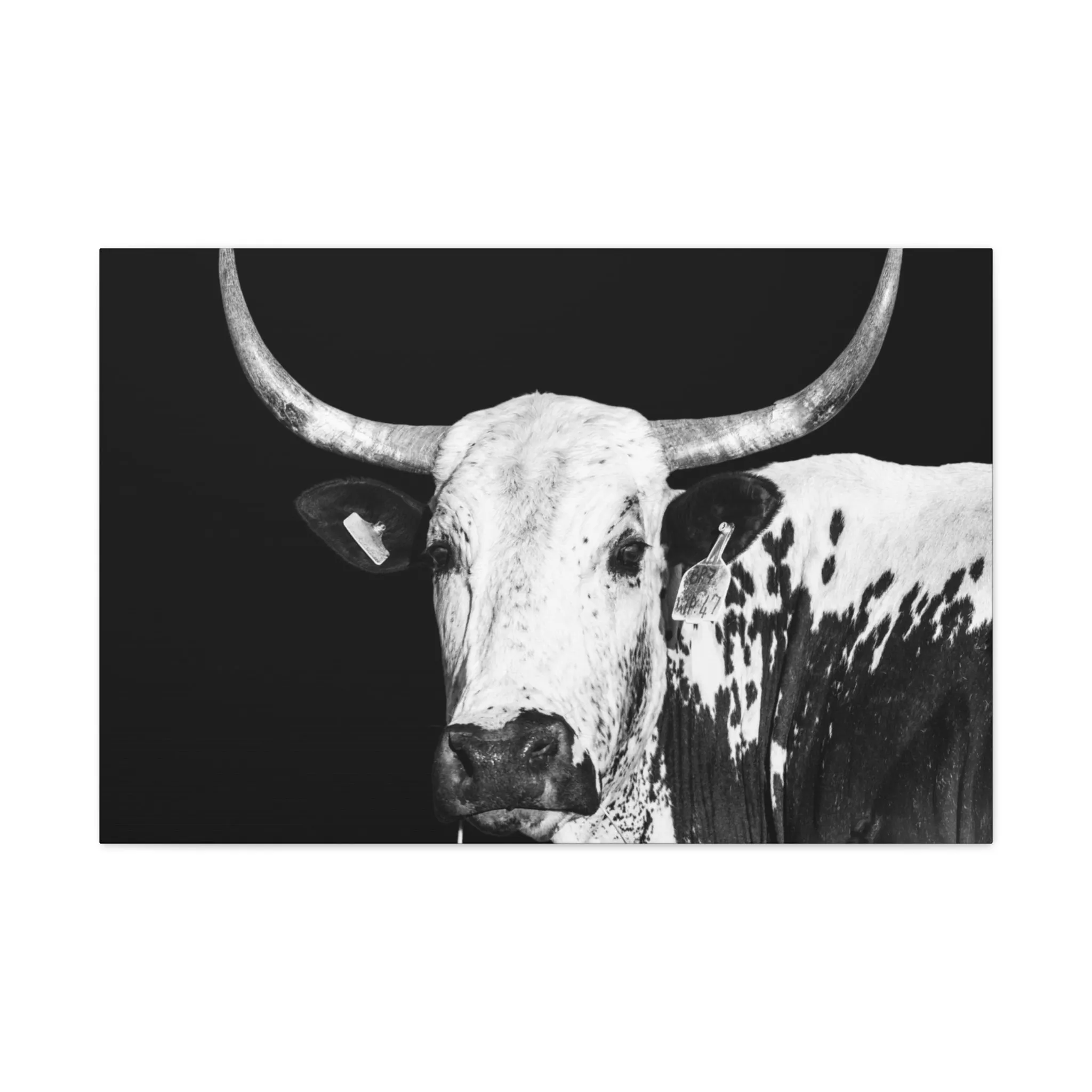 Canvas Gallery Wraps Rodeo Time