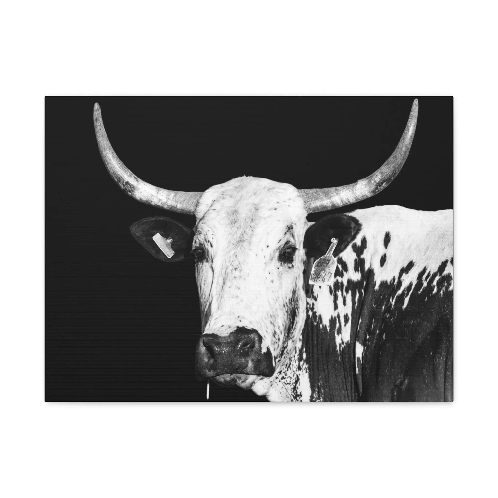 Canvas Gallery Wraps Rodeo Time