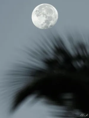 Moonlight Palm Dreams