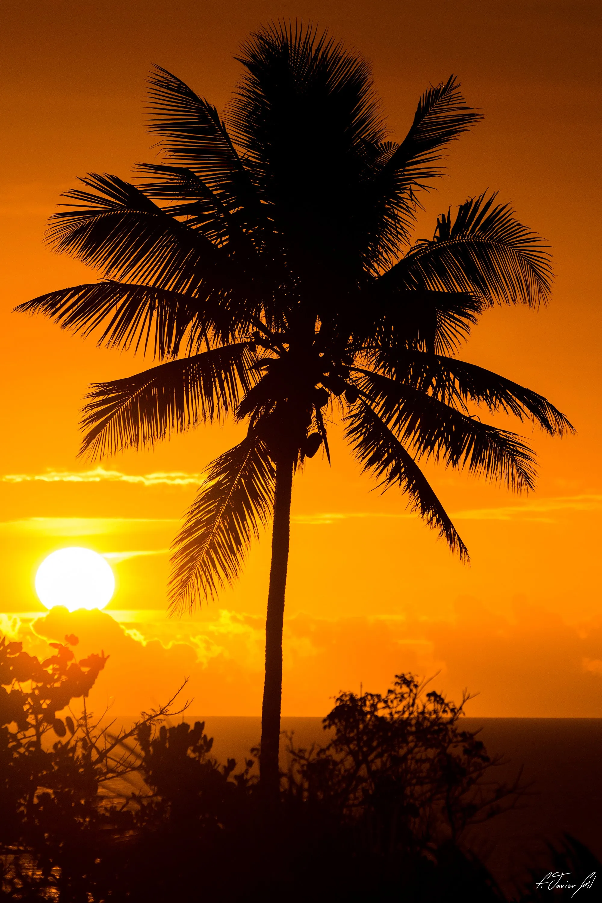 Palm Sunset