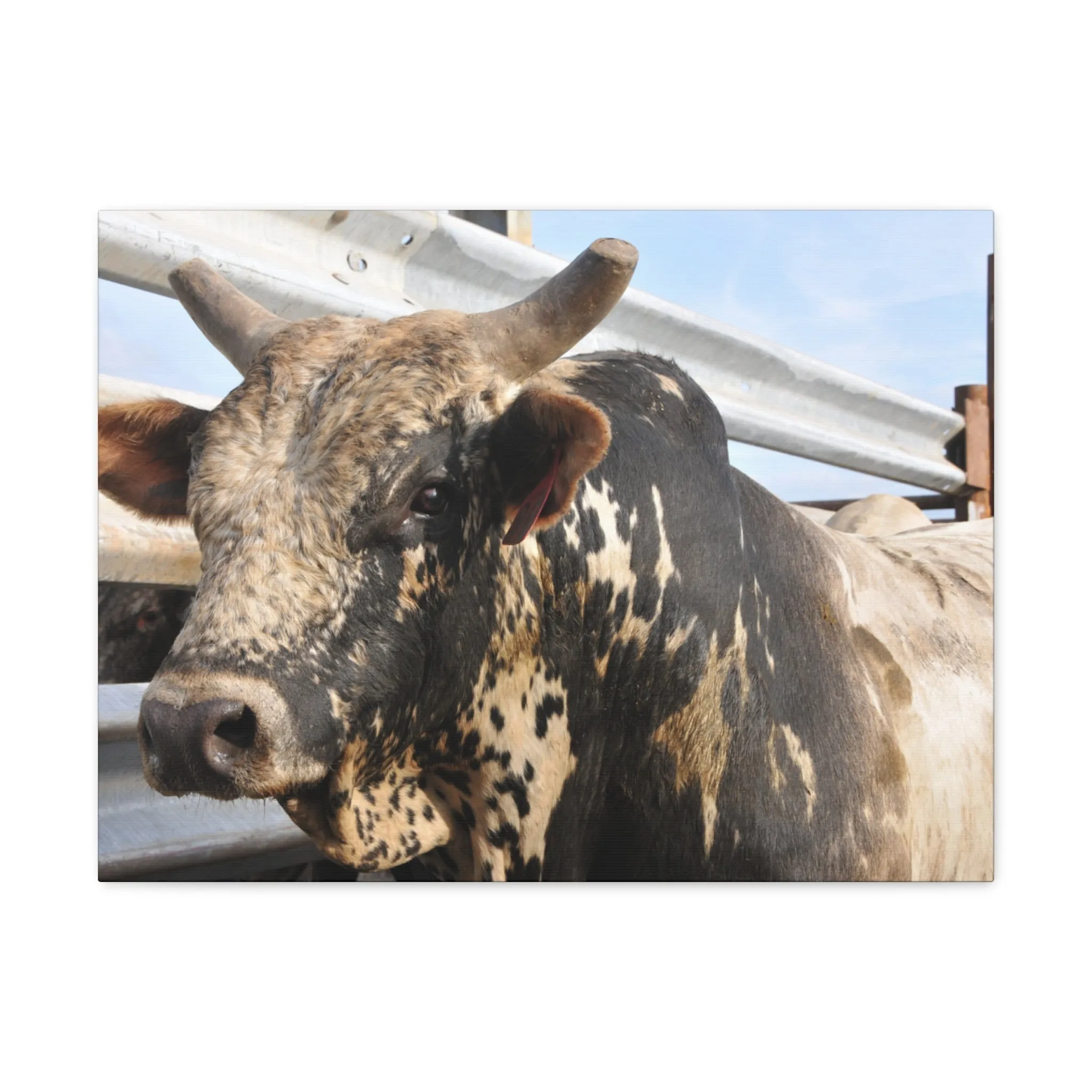 Rodeo Bull Canvas