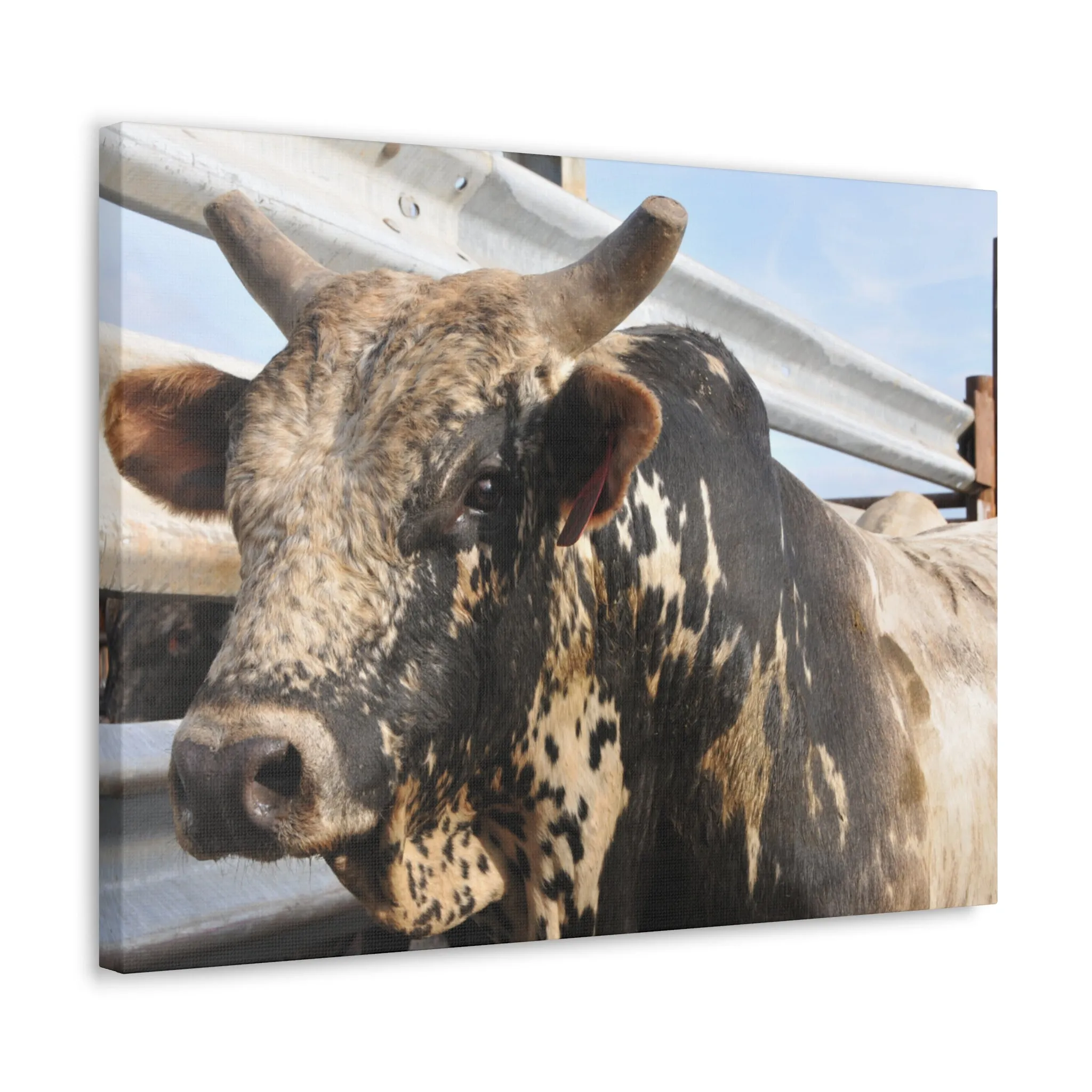 Rodeo Bull Canvas