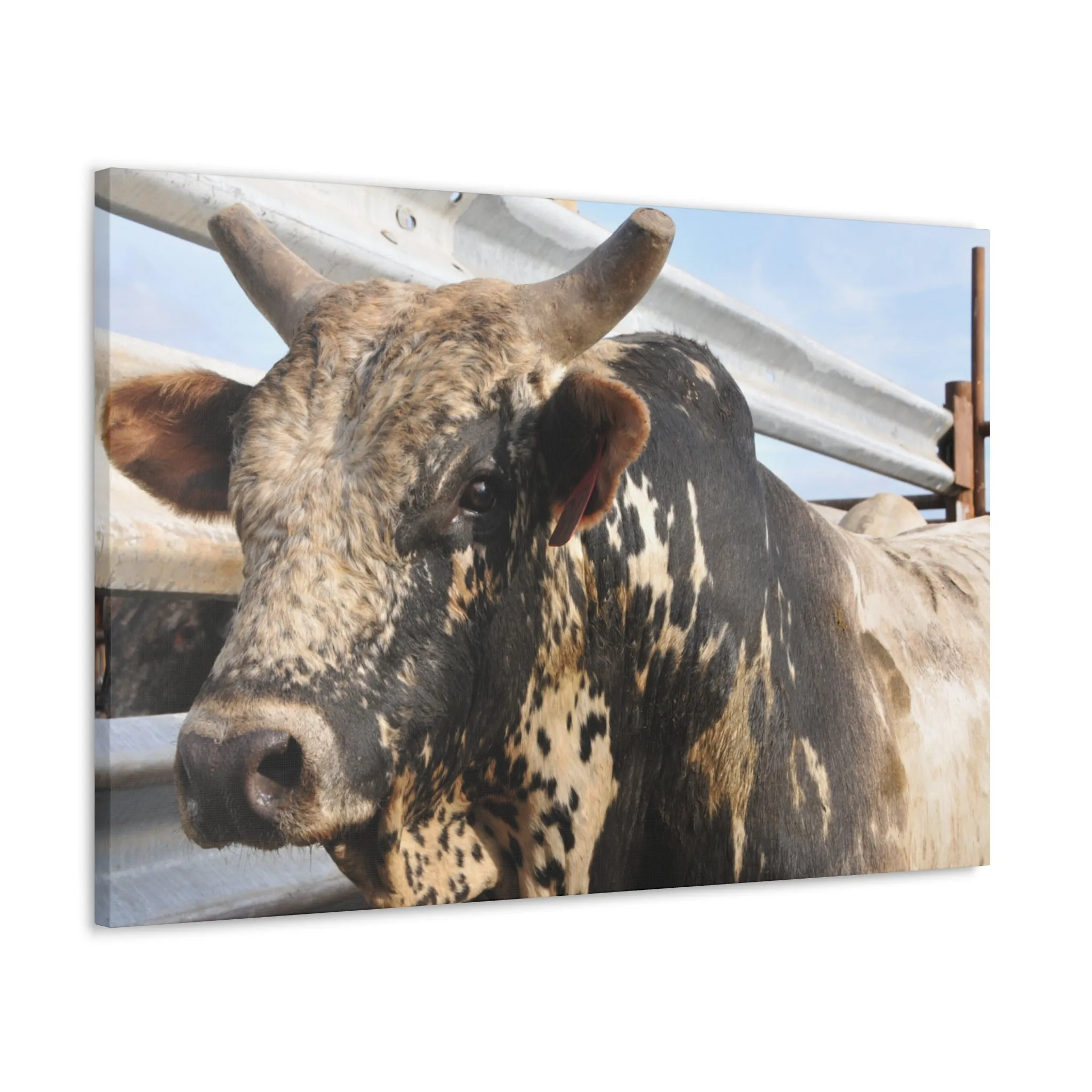 Rodeo Bull Canvas