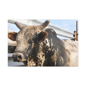Rodeo Bull Canvas