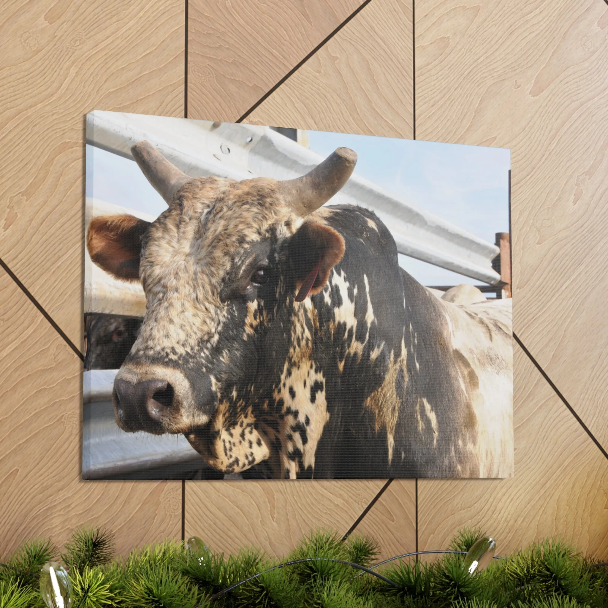 Rodeo Bull Canvas