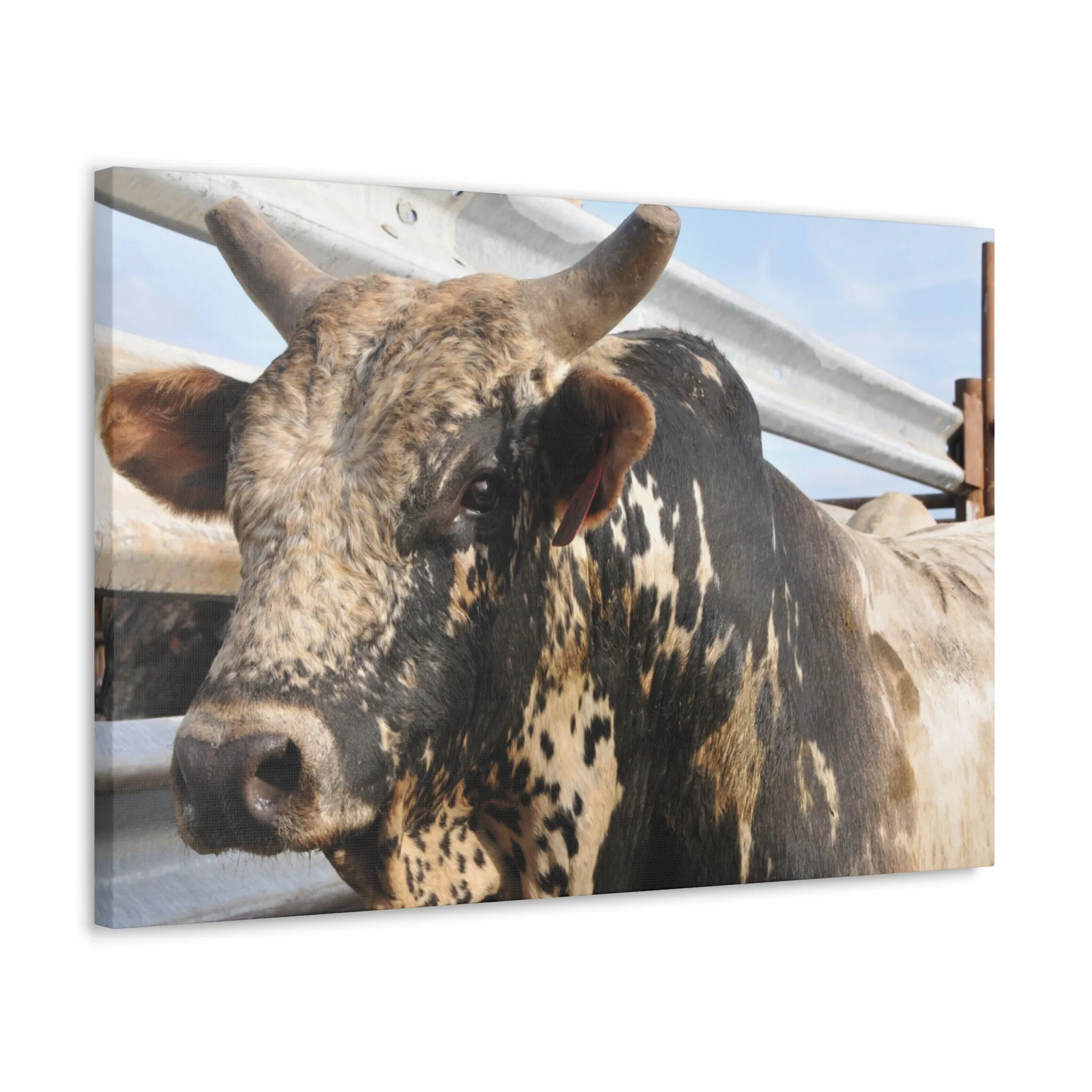 Rodeo Bull Canvas