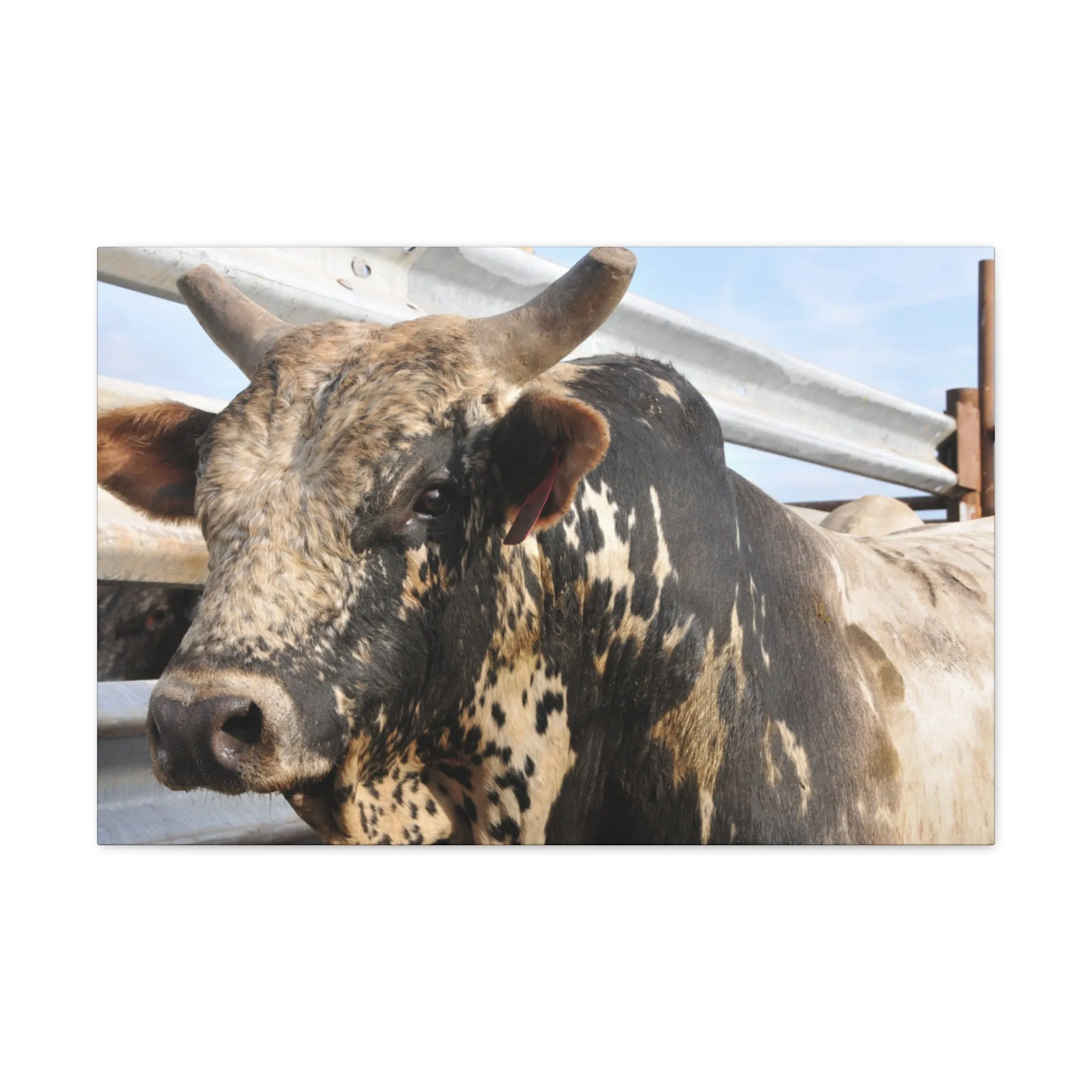 Rodeo Bull Canvas