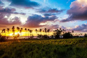 Tres Palmas Sunset